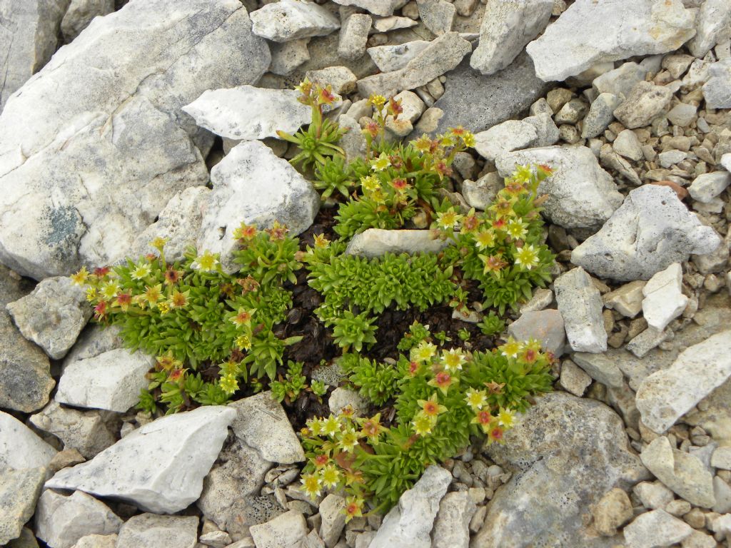 Saxifraga sedoides